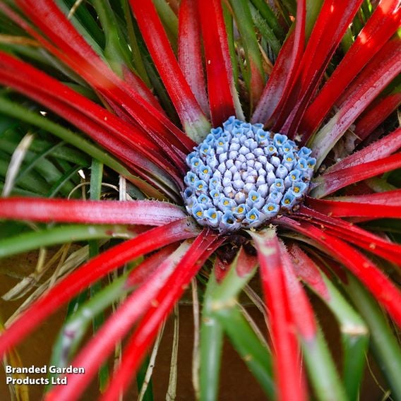 Fascicularia bicolor