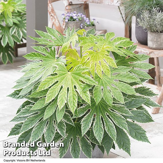 Fatsia japonica 'Spiders Web' (Tsumugi-shibori)