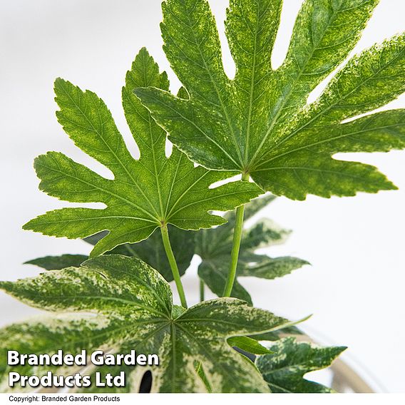 Fatsia japonica 'Spiders Web' (Tsumugi-shibori)
