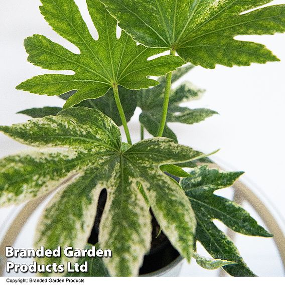 Fatsia japonica 'Spiders Web' (Tsumugi-shibori)