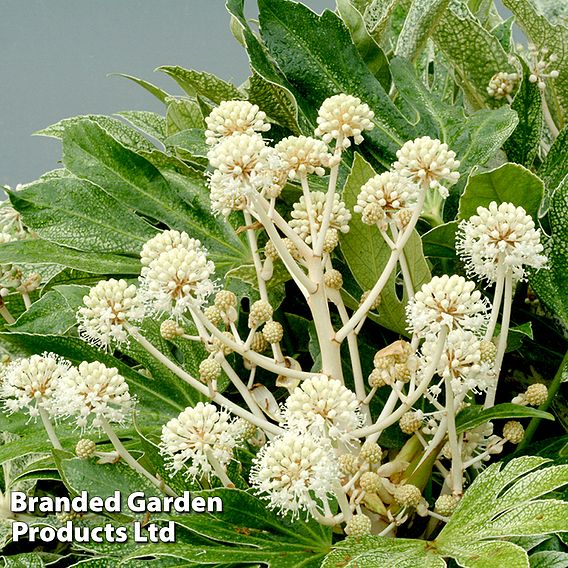 Fatsia japonica 'Spiders Web' (Tsumugi-shibori)