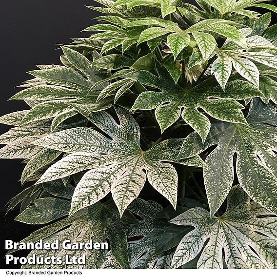 Fatsia japonica 'Spiders Web' (Tsumugi-shibori)