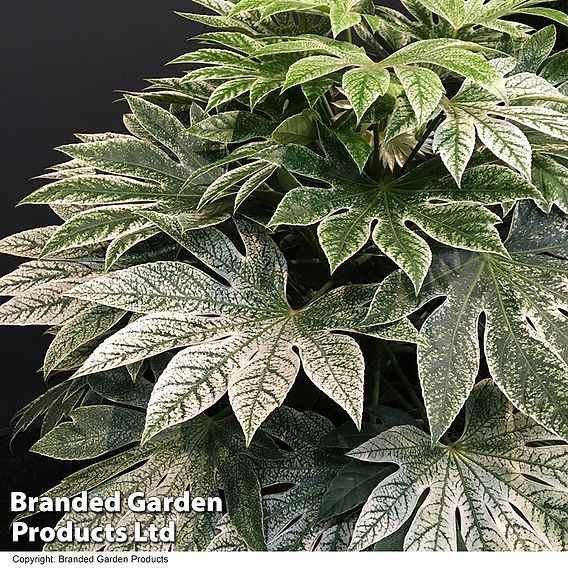 Fatsia japonica 'Spiders Web'