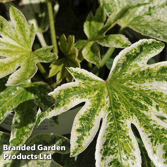 Fatsia japonica 'Spiders Web' (Tsumugi-shibori)