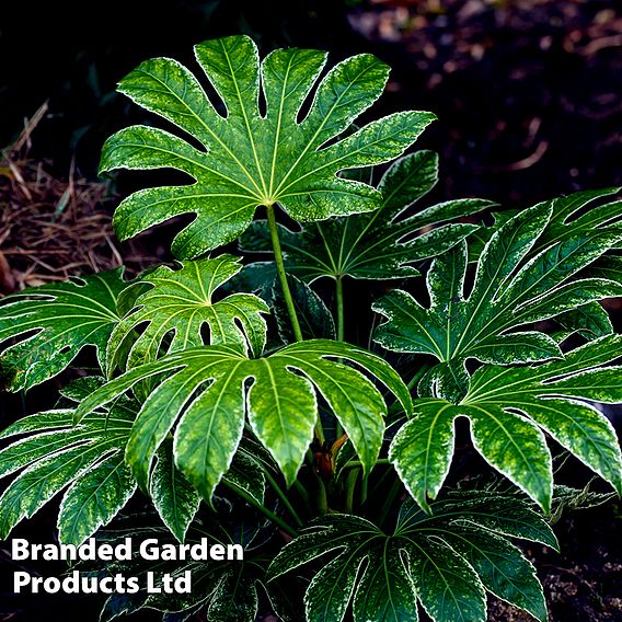 Fatsia japonica 'Spiders Web' (Tsumugi-shibori)