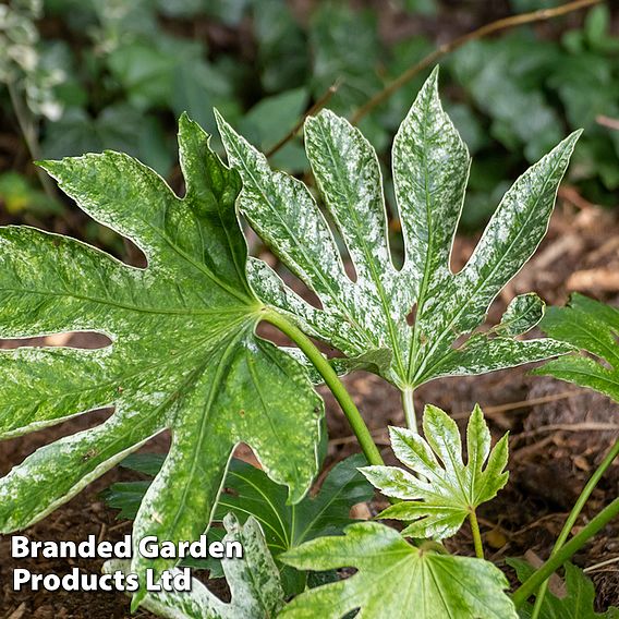 Fatsia japonica 'Spiders Web' (Tsumugi-shibori)