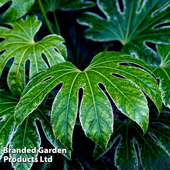 Fatsia japonica 'Spiders Web' (Tsumugi-shibori)