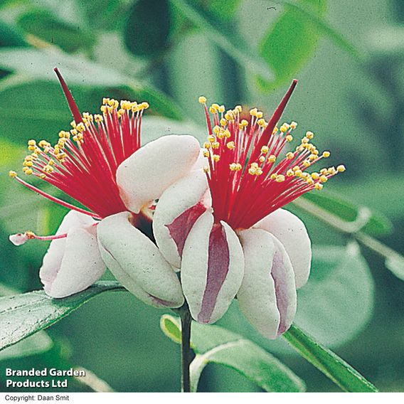 Feijoa sellowiana