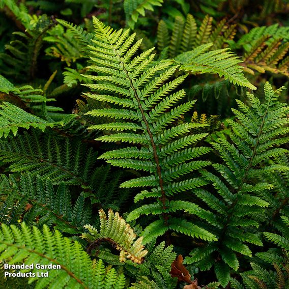 Fern Hardy Collection