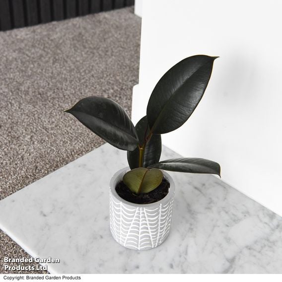 Ficus elastica Mix