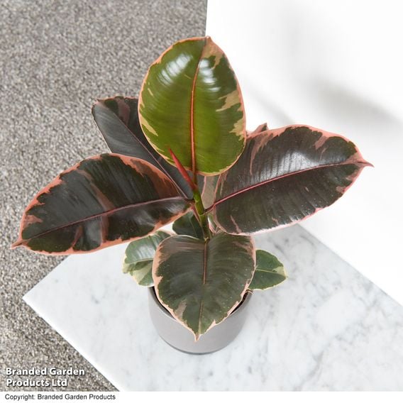 Ficus elastica Mix