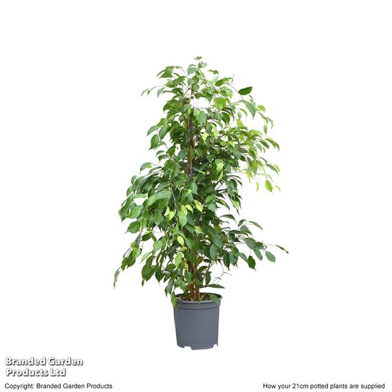 Ficus benjamina