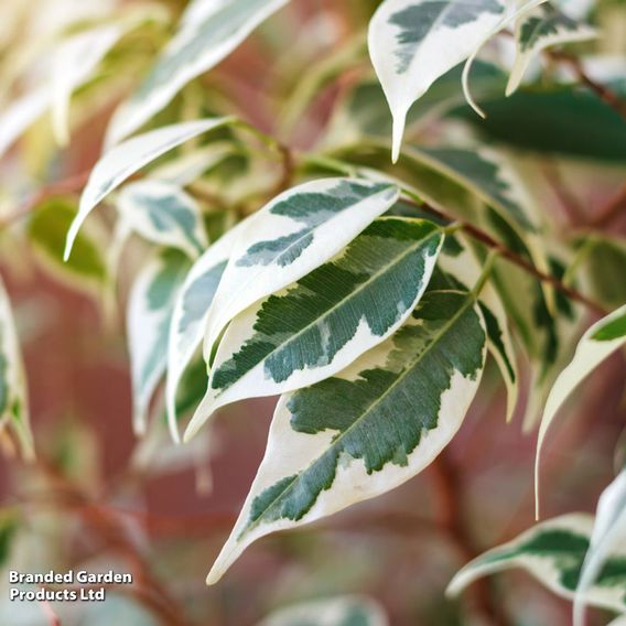 Ficus benjamina