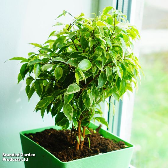 Ficus benjamina