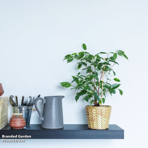 Ficus benjamina