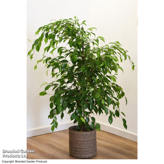 Ficus benjamina