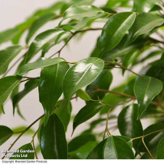 Ficus benjamina