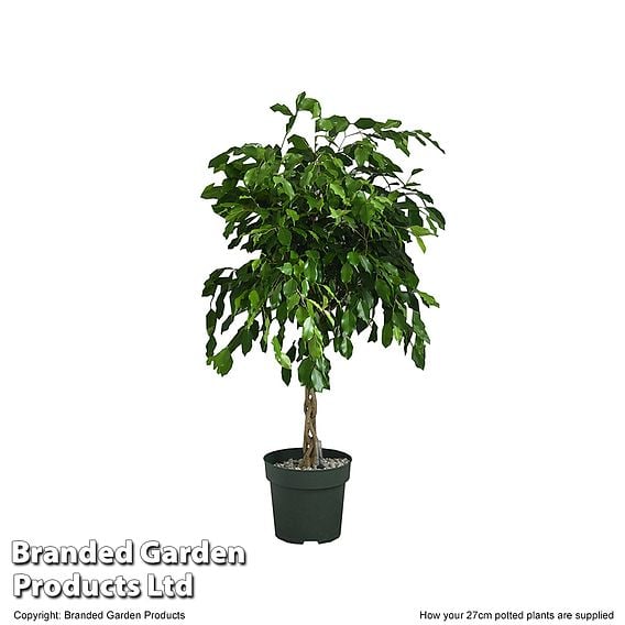Ficus benjamina 'Exotica'