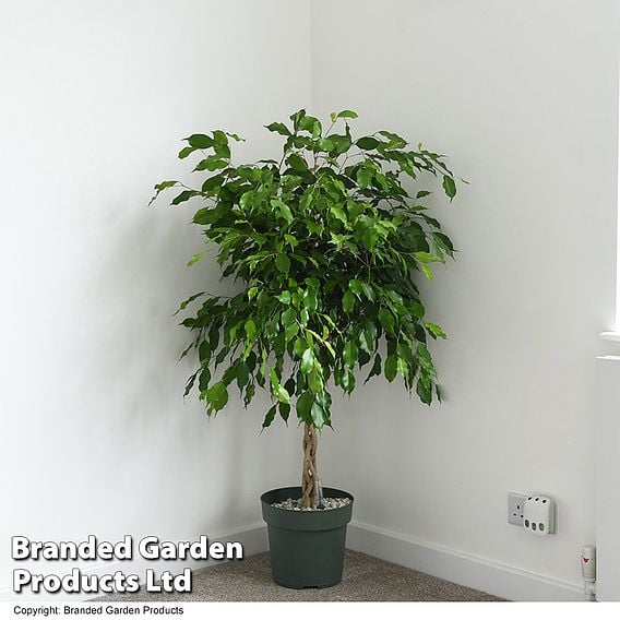 Ficus benjamina 'Exotica'