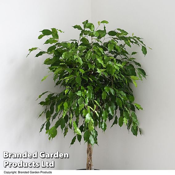 Ficus benjamina 'Exotica'