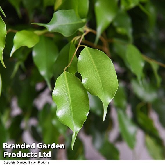 Ficus benjamina 'Exotica'