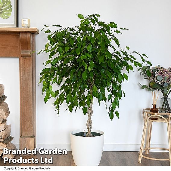 Ficus benjamina 'Exotica'