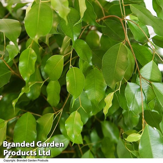 Ficus benjamina 'Exotica'