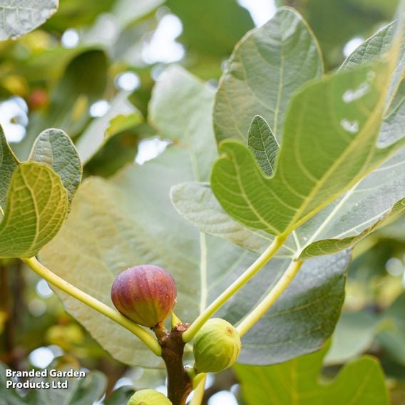 Fig 'Madeleine Des Deux Saisons'