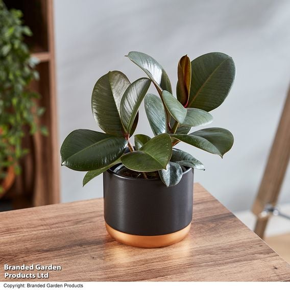 Ficus elastica Mix