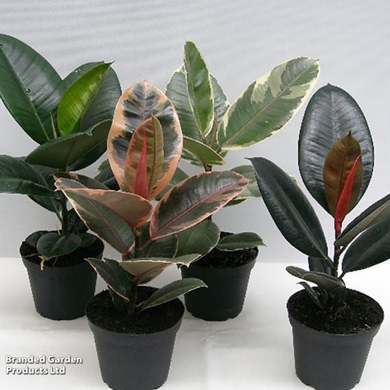 Ficus elastica Mix