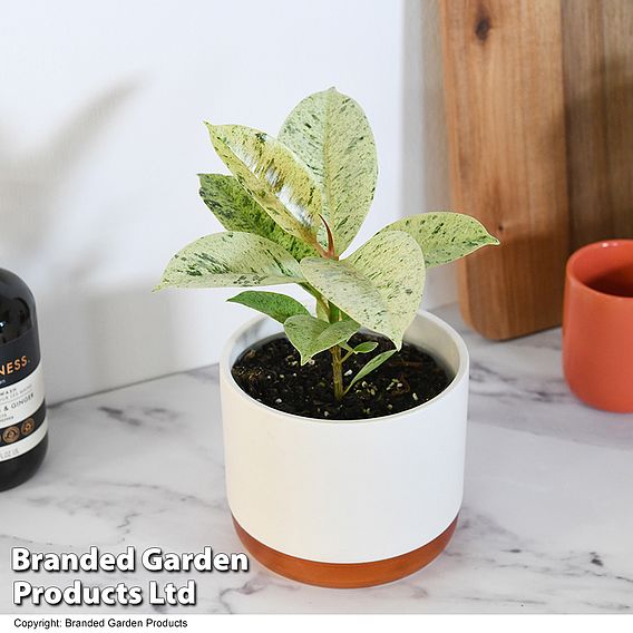 Ficus elastica 'Shivereana'