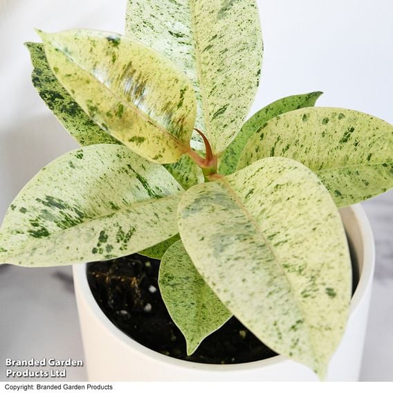Ficus elastica Mix
