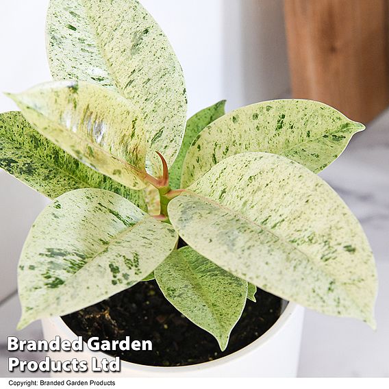 Ficus elastica 'Shivereana'