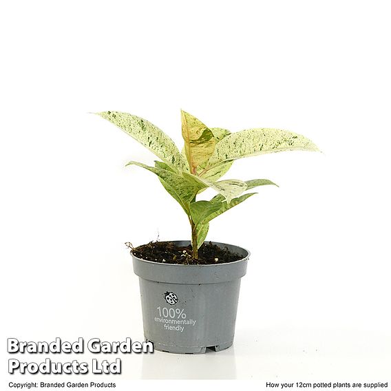 Ficus elastica 'Shivereana'