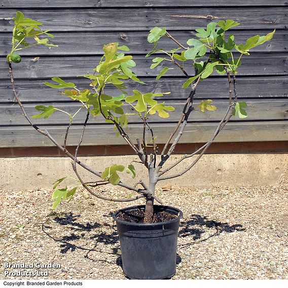 Fig 'Brown Turkey'