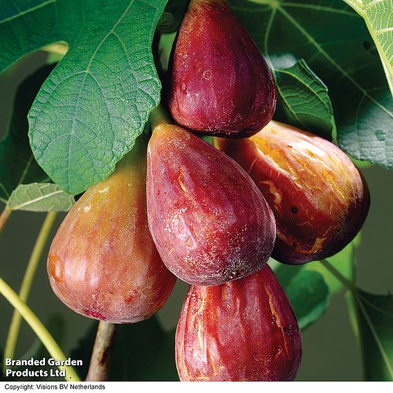 Fig 'Brown Turkey'