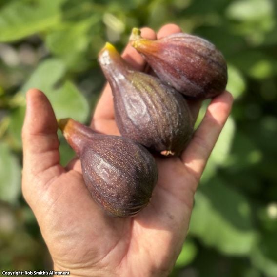 Fig 'Brown Turkey'