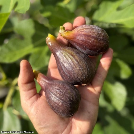 Fig 'Brown Turkey'