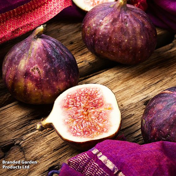 Fig 'Brown Turkey'