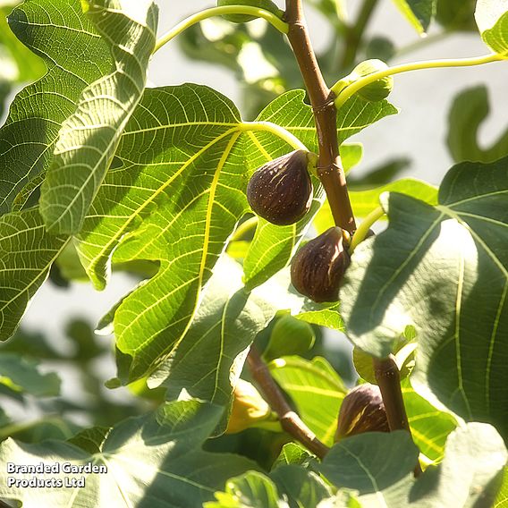 Fig 'Brown Turkey'