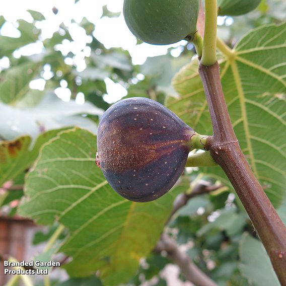 Fig 'Brown Turkey'
