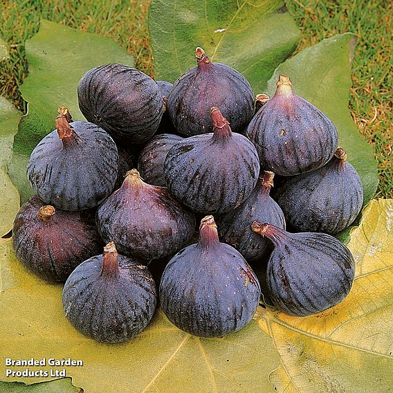 Fig 'Brown Turkey'