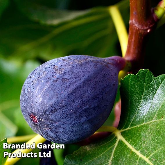 Fig 'Brunswick'