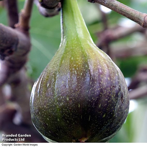 Fig 'Brown Turkey'