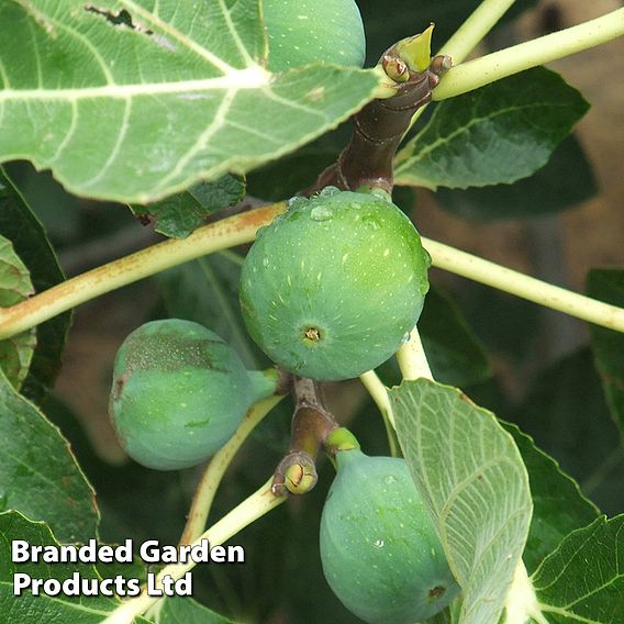 Fig 'Chelsea' (Standard)