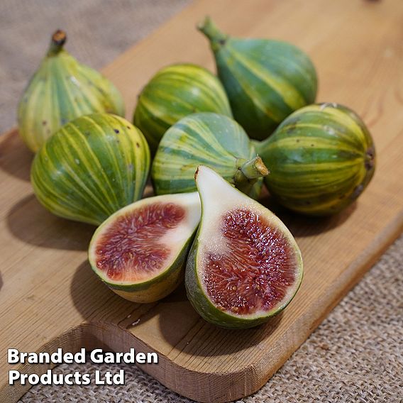 Fig 'Panachee'