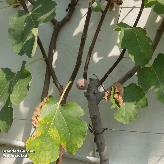 Fig 'Rouge de Bordeaux'