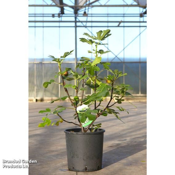 Fig 'Rouge de Juillet'