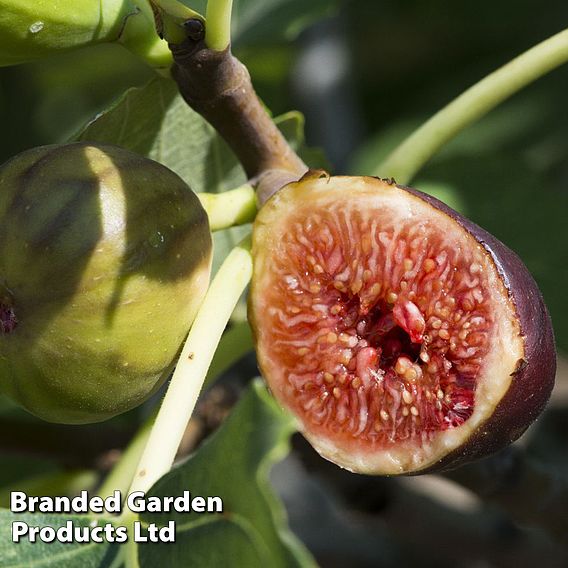 Fig 'Violette de Bordeaux'