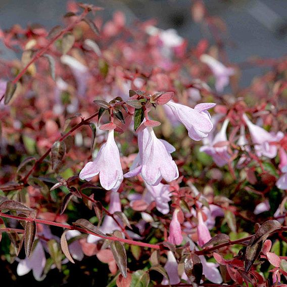 Abelia 'Pinky Bells'